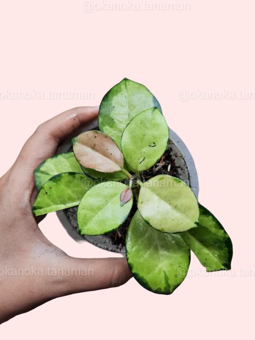 Hand holding Hoya Australis Lisa showcasing the unique variegation patterns on each leaf.