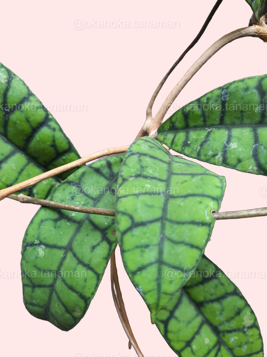 Hoya Callistophylla showing variegated heart-shaped leaves in a small indoor pot.