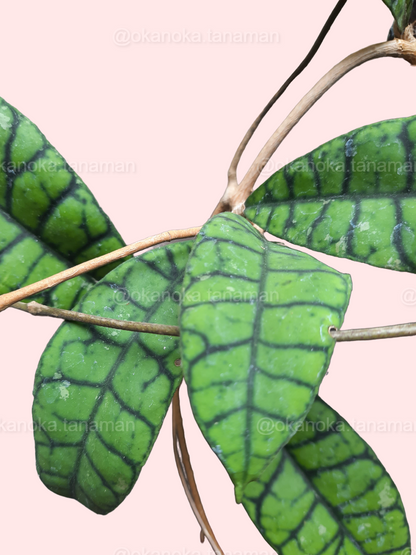 Hoya Callistophylla showing variegated heart-shaped leaves in a small indoor pot.