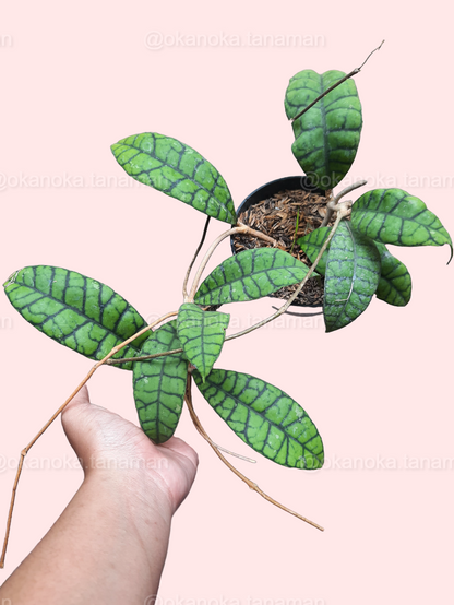 Close-up of Hoya Callistophylla foliage displaying unique cream and green patterns.