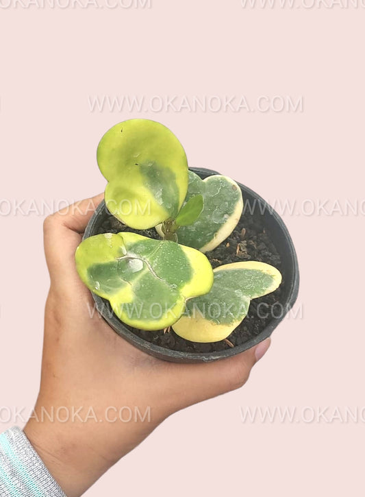 Close-up of Hoya Kerii Variegated showing heart-shaped variegated leaves.