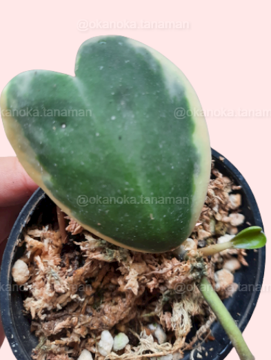 Top view of Hoya Kerii Variegated with vibrant green and yellow heart-shaped leaves in a pot.