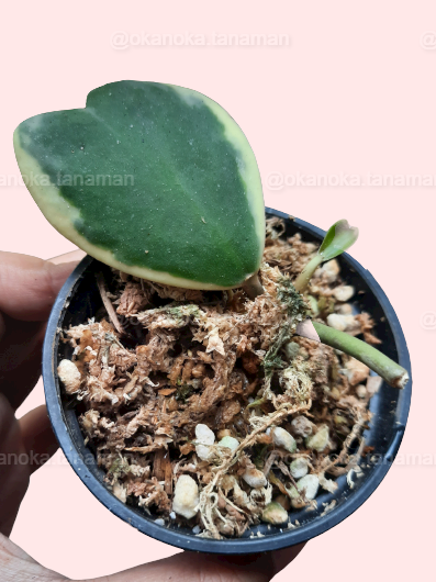Hoya Kerii Variegated in a black pot showing multiple heart-shaped leaves and variegation patterns.