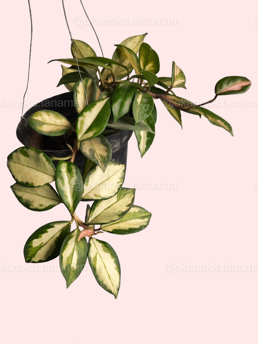 Hoya Krimson Princess Carnosa trailing from a small pot, highlighting vibrant variegation.