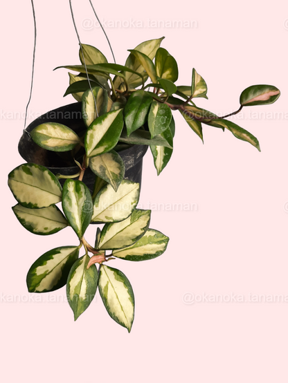 Hoya Krimson Princess Carnosa trailing from a small pot, highlighting vibrant variegation.
