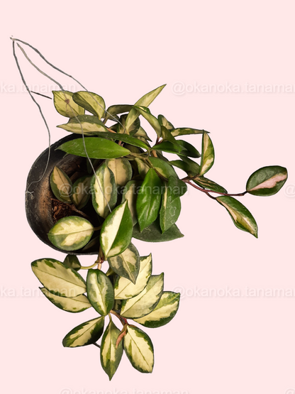Close-up view of the variegated heart-shaped leaves of Hoya Krimson Princess Carnosa.