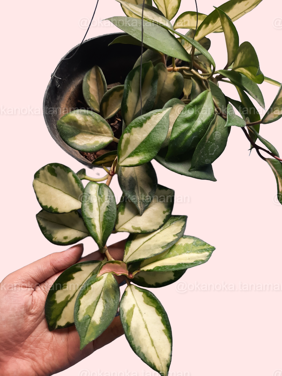 Hoya Krimson Princess Carnosa with trailing stems and mixed variegation patterns.