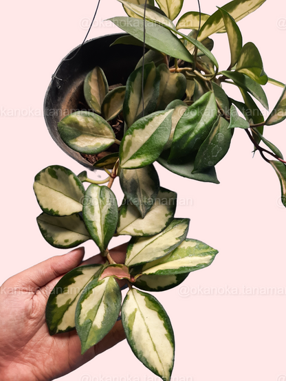 Hoya Krimson Princess Carnosa with trailing stems and mixed variegation patterns.