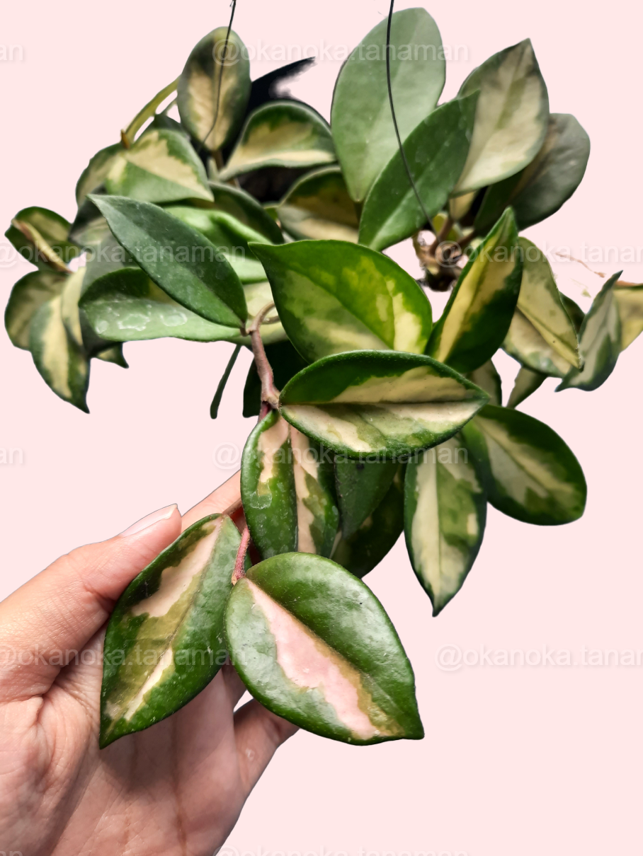 Young Hoya Krimson Princess Carnosa Variegated in pot ready for indoor display.
