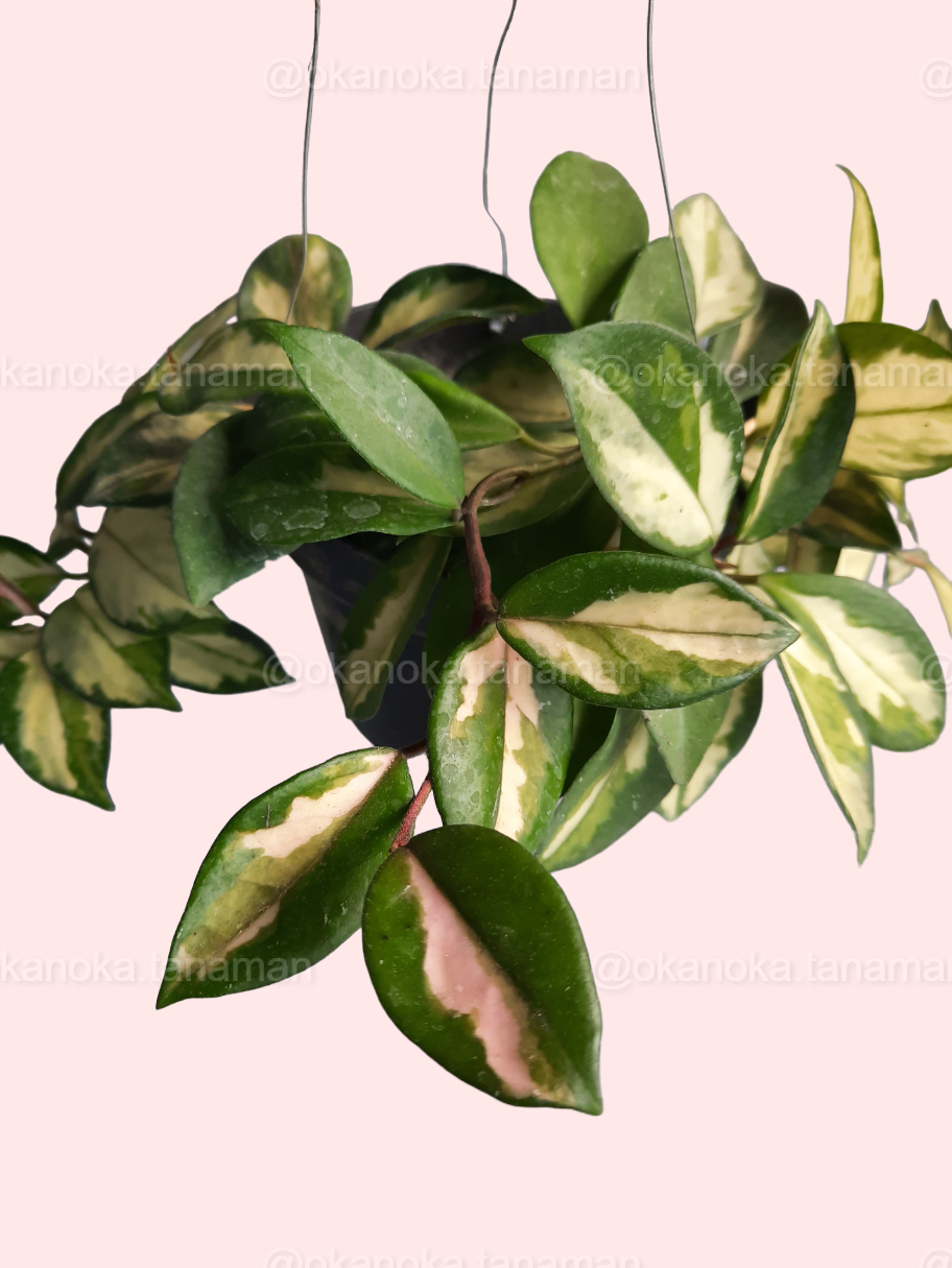 Side view showing the new growth on Hoya Krimson Princess Carnosa Variegated.