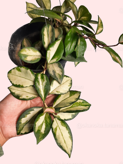Hoya Krimson Princess Carnosa Variegated potted plant with green, cream, and pink leaves held in hand.