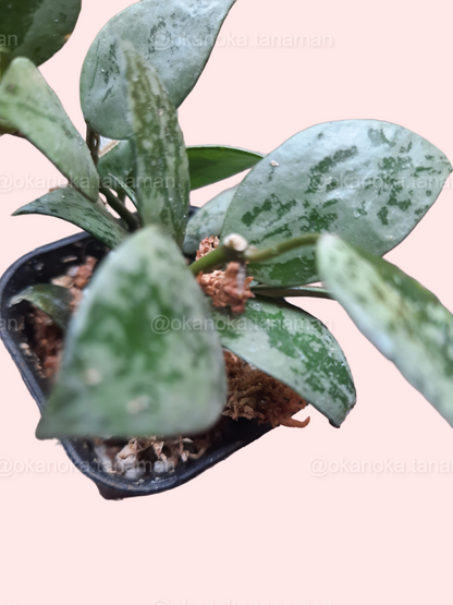 Potted Hoya Lacunosa “Eskimo Silver” displaying cascading trailing growth.