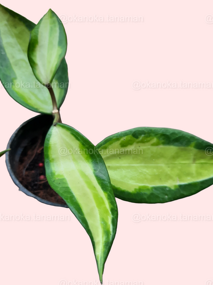 Hoya Macrophylla “Pot of Gold” top view showing heart-shaped variegated leaves with green, cream, and gold patterns.