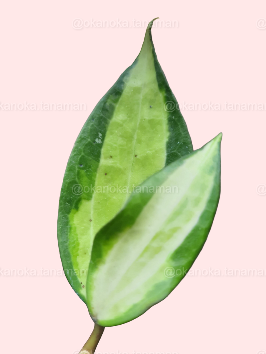Hoya Macrophylla “Pot of Gold” potted plant displaying multiple variegated leaves.