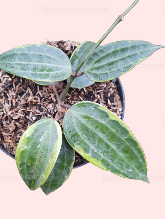 Hoya Macrophylla Variegated top view showing four large variegated leaves.