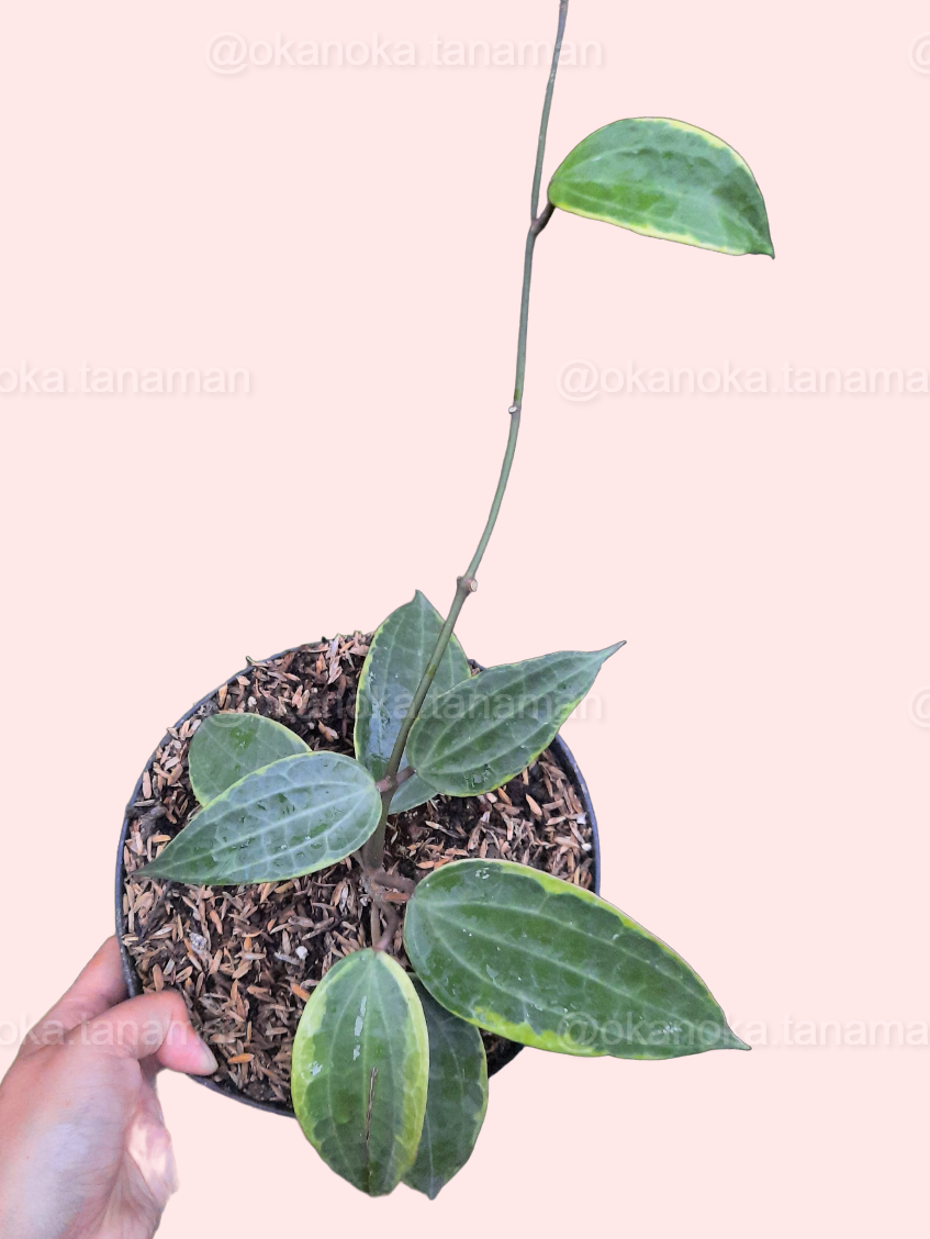 Close-up of Hoya Macrophylla Variegated leaves held in hand highlighting variegation.