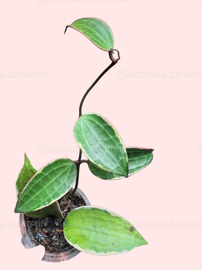 Young Hoya Macrophylla Variegated in a pot showing healthy foliage and variegation.
