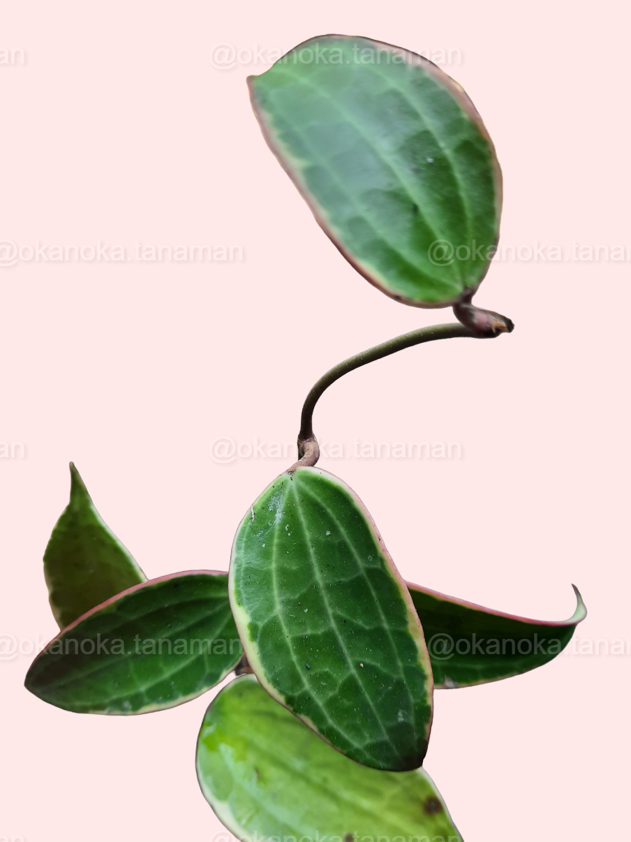 Side view of Hoya Macrophylla Variegated displaying textured leaves and growth pattern.