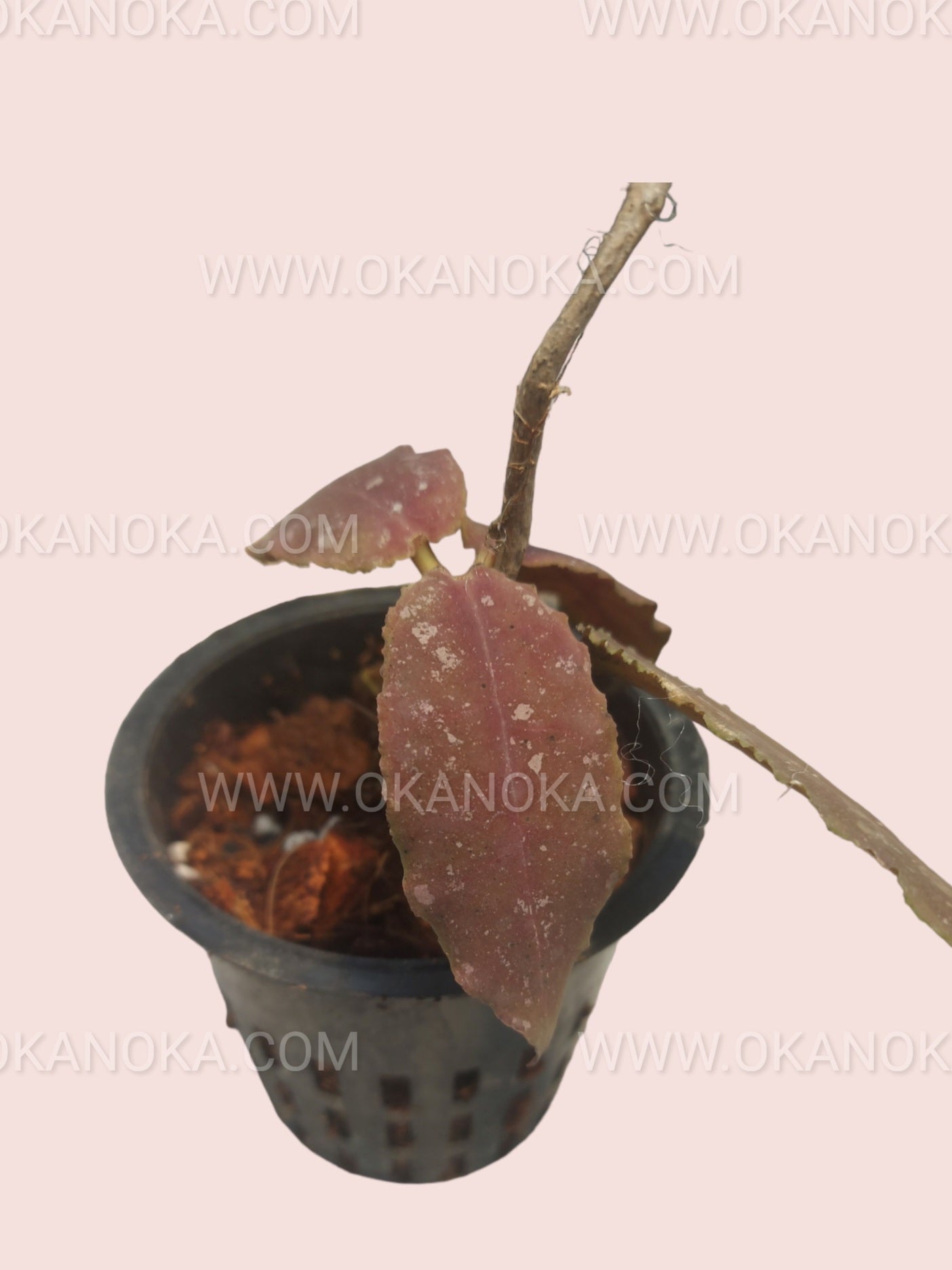 Indoor hanging basket displaying Hoya Undulata Red vines