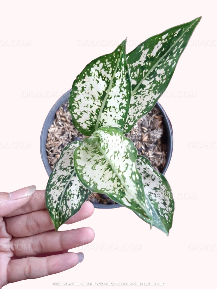 aglaonema blancanieves Aglaonema Blancanieves