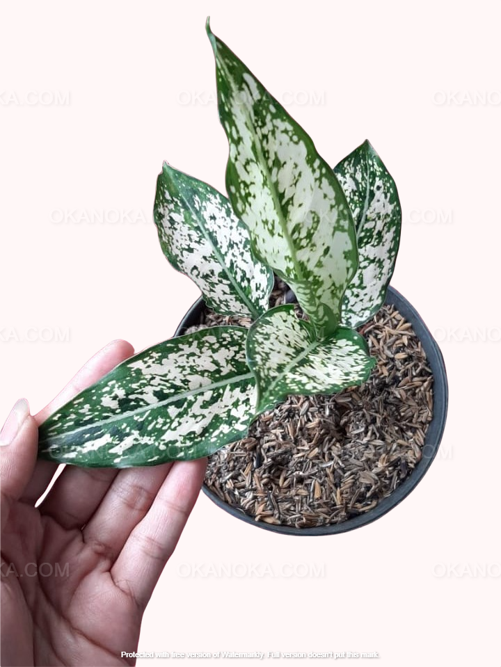 aglaonema snow white nákup Aglaonema Snow White