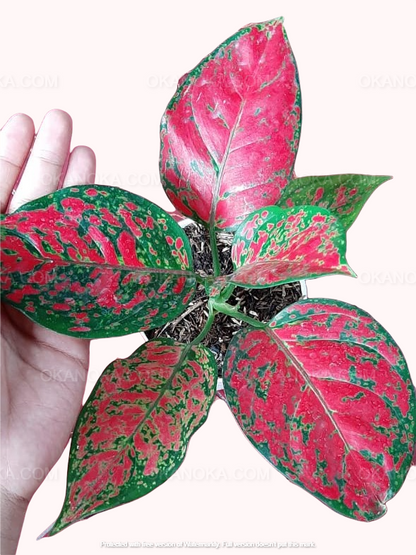 aglaonema merah Aglaonema Red Anyamanee – Okanoka