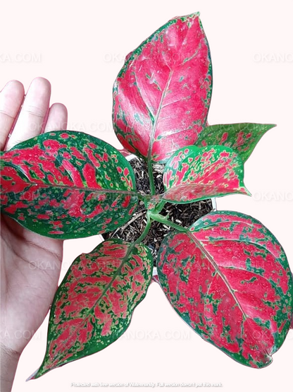 Aglaonema Red Anjamani, Aglaonema Kochin Pink, live plants, rare plants, live aglaonema, rare aglaonema, aglaonema commutatum, live aglaonema commutatum variegated, variegated aglaonema plants, live variegated plants, outdoor plants, indoor plants, houseplants, jungle plants, tropical plants, forest plants, spring plants, cheap plants, aglaonema snow white, aglaonema snowhite, live aglaonema white plants,aglaonema pink plants, aglaonema red live plants