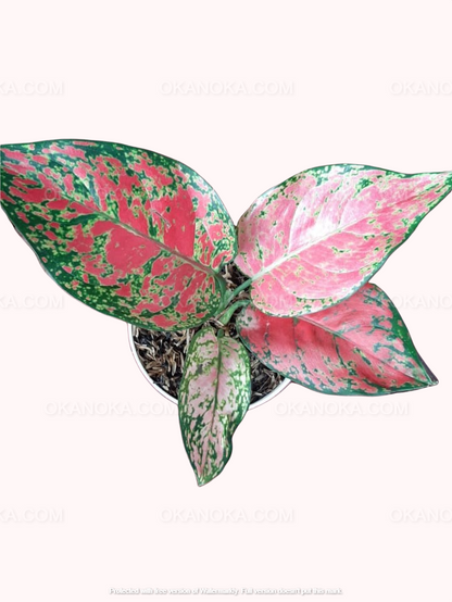 aglaonema roja nombre cientifico Aglaonema roja Anyamanee – Okanoka
