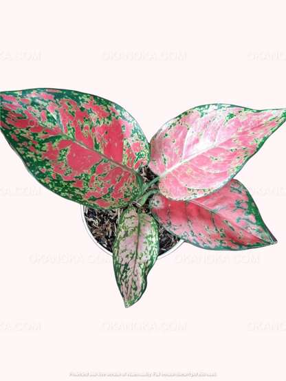 Aglaonema Red Anjamani, Aglaonema Kochin Pink, live plants, rare plants, live aglaonema, rare aglaonema, aglaonema commutatum, live aglaonema commutatum variegated, variegated aglaonema plants, live variegated plants, outdoor plants, indoor plants, houseplants, jungle plants, tropical plants, forest plants, spring plants, cheap plants, aglaonema snow white, aglaonema snowhite, live aglaonema white plants,aglaonema pink plants