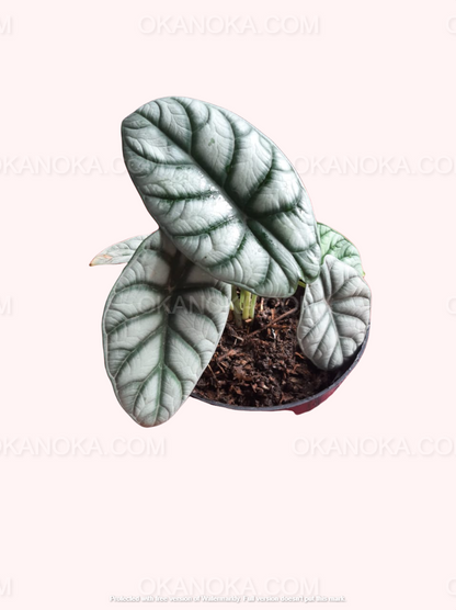 Alocasia Dragon Silver, Alocasia Amazonica, live plants, rare plants, live alocasia, rare alocasia, outdoor plants, indoor plants, houseplants, jungle plants, forest plants, urban plants, plants make people happy, plants make me happy, plants, plant lovers, alocasia club, alocasia lovers