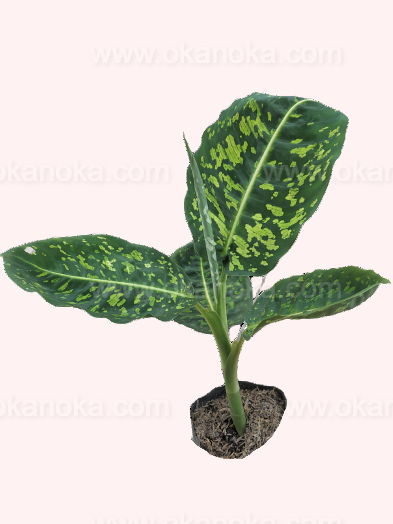 dieffenbachia reflector light Dieffenbachia Reflector – Okanoka