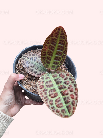 turtle back succulent Labisia Turtle Back – Okanoka