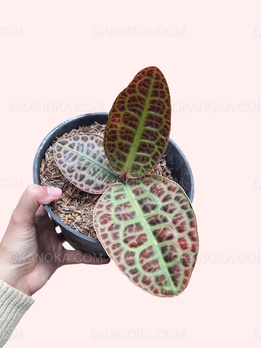 Close-up of Labisia Turtle Back in a pot, showcasing its turtle shell-like, textured green and reddish-brown leaves.