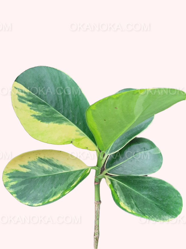 Top view of Mangosteen Variegated showing its lush variegated tropical leaves.