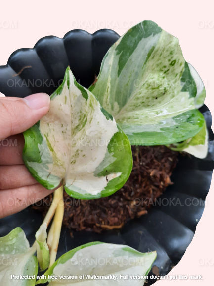 Close-up of Manjula Pothos leaves highlighting marbled green and white patterns.