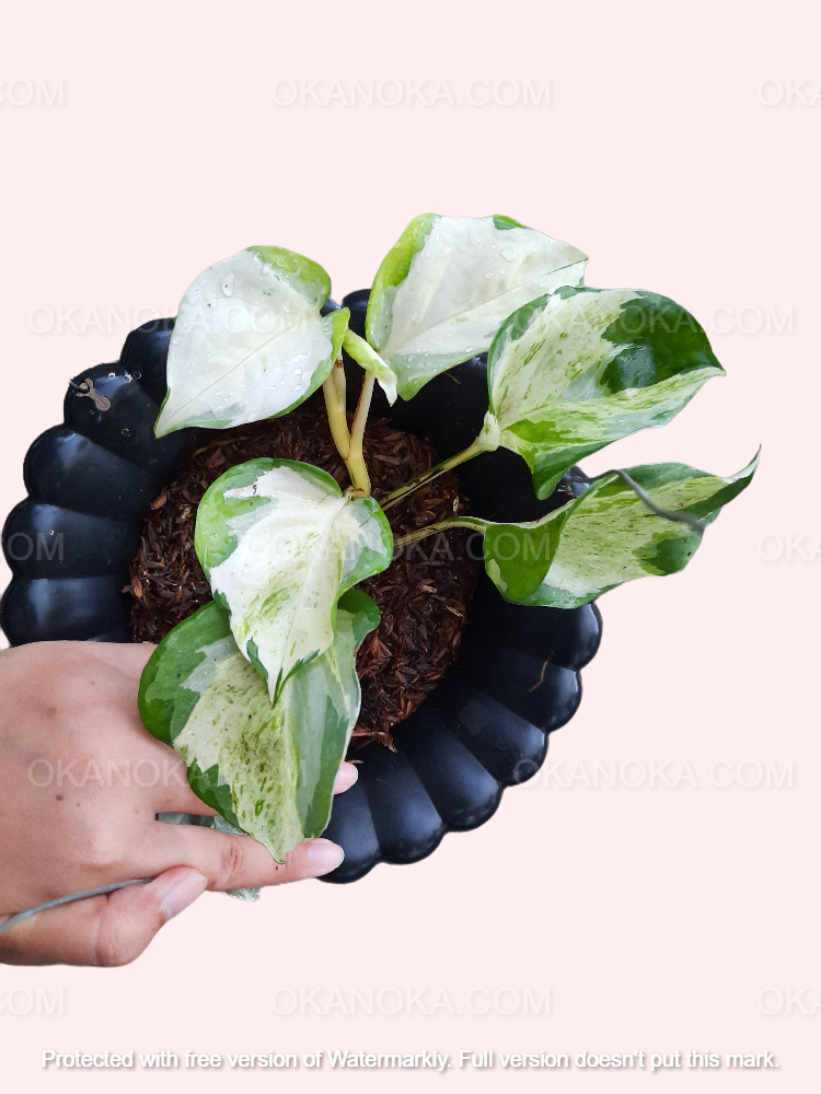 Top view of Manjula Pothos displaying unique heart-shaped variegated foliage.