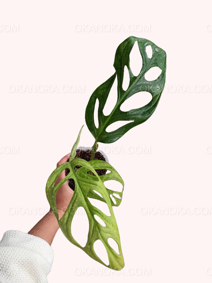 Monstera Adansonii showing distinctive perforated leaves held in hand.