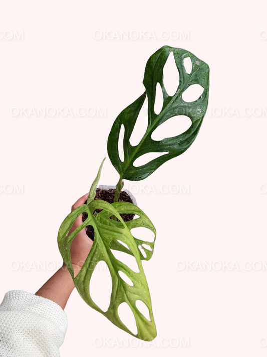 Monstera Adansonii showing distinctive perforated leaves held in hand.