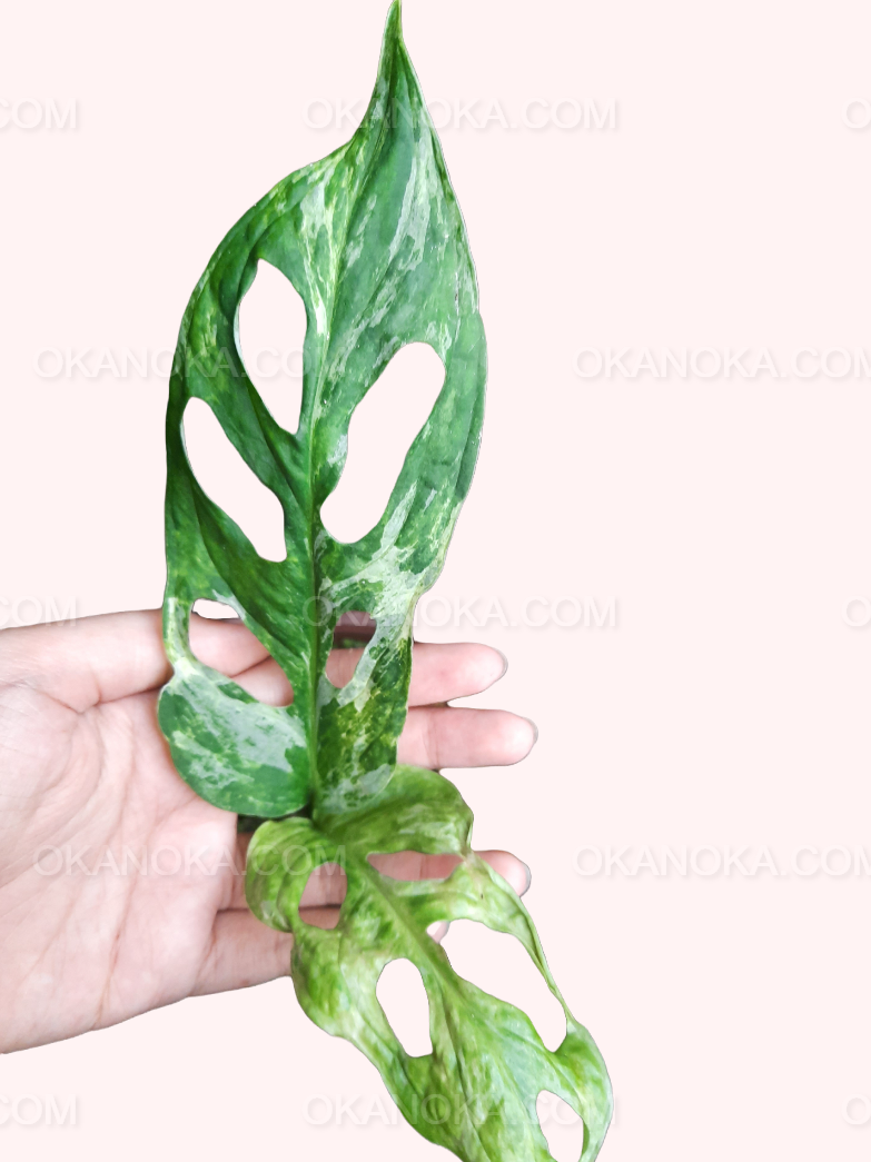Top view of Monstera Adansonii Mint Variegated with hand holding the pot, showcasing vibrant mint-colored fenestrated leaves.