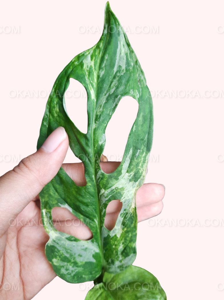 Plant displayed with mature and developing leaves, emphasizing unique variegation.