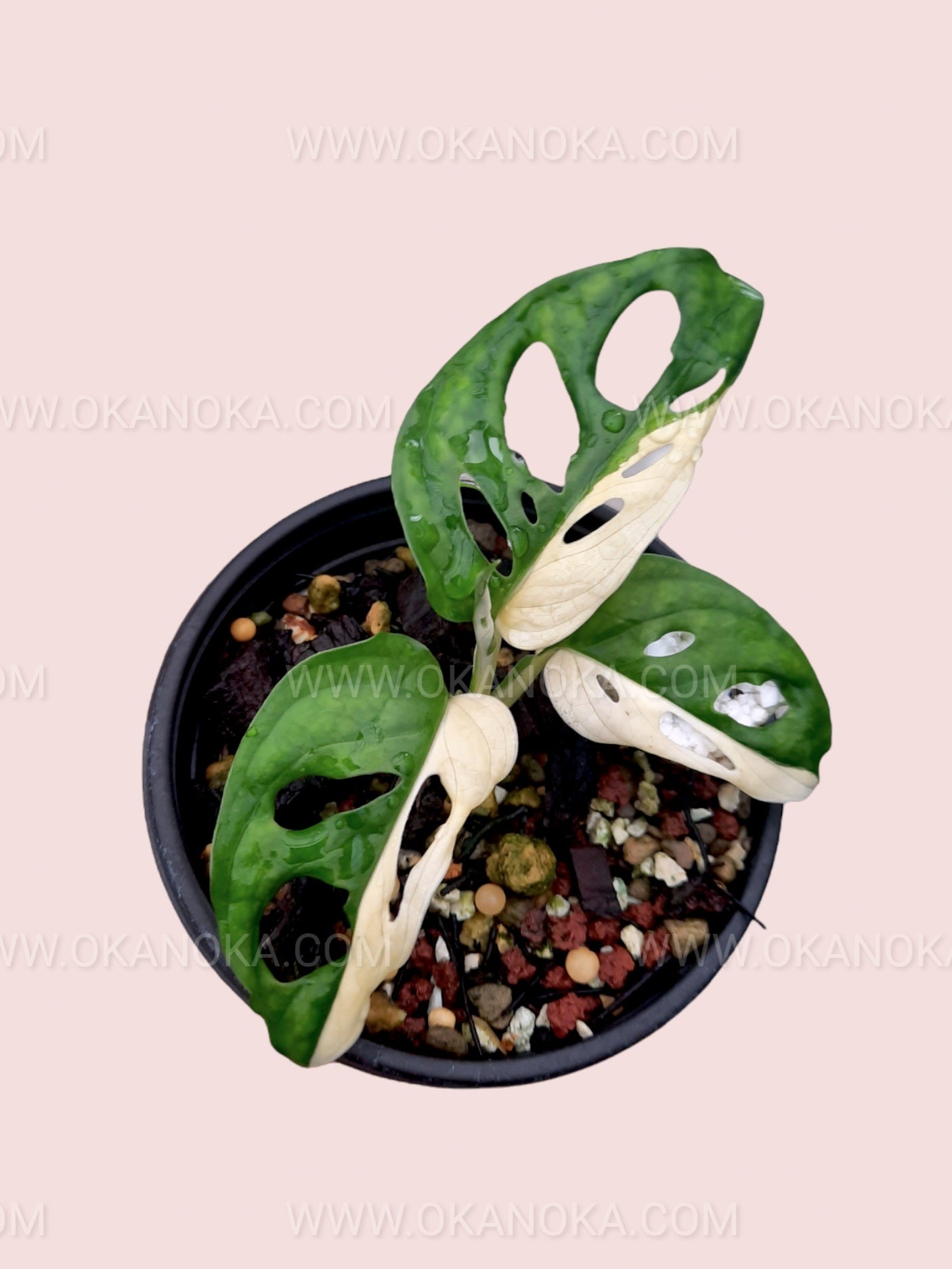 Monstera Adansonii Variegated Japan Lab – Okanoka