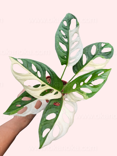Close-up of Monstera Adansonii Variegated Japan Lab showing deep green leaves with striking white variegation.