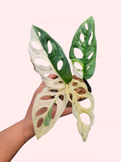 Monstera Adansonii Variegated Japan Lab in natural light, highlighting leaf perforations and white variegation.