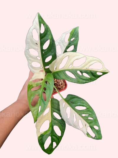 Mature Monstera Adansonii Variegated Japan Lab showing multiple variegated leaves in natural lighting.