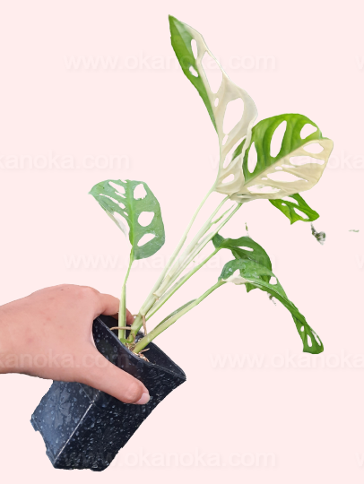 Hand holding Monstera Adansonii Variegated Japan Lab with leaves fanned out, showing variegation details.