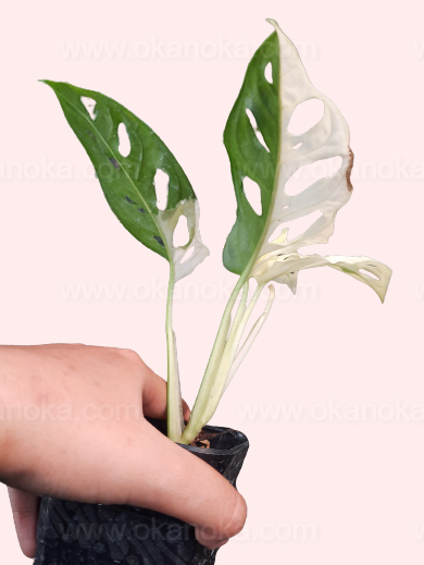 Indoor Monstera Adansonii Variegated Japan Lab in pot with several variegated leaves.