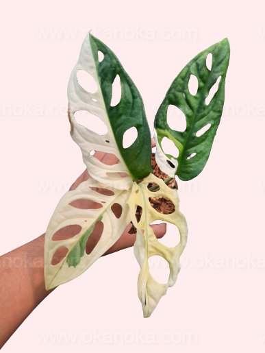 Monstera Adansonii Variegated Japan Lab displayed on a flat surface showing leaf pattern and variegation.