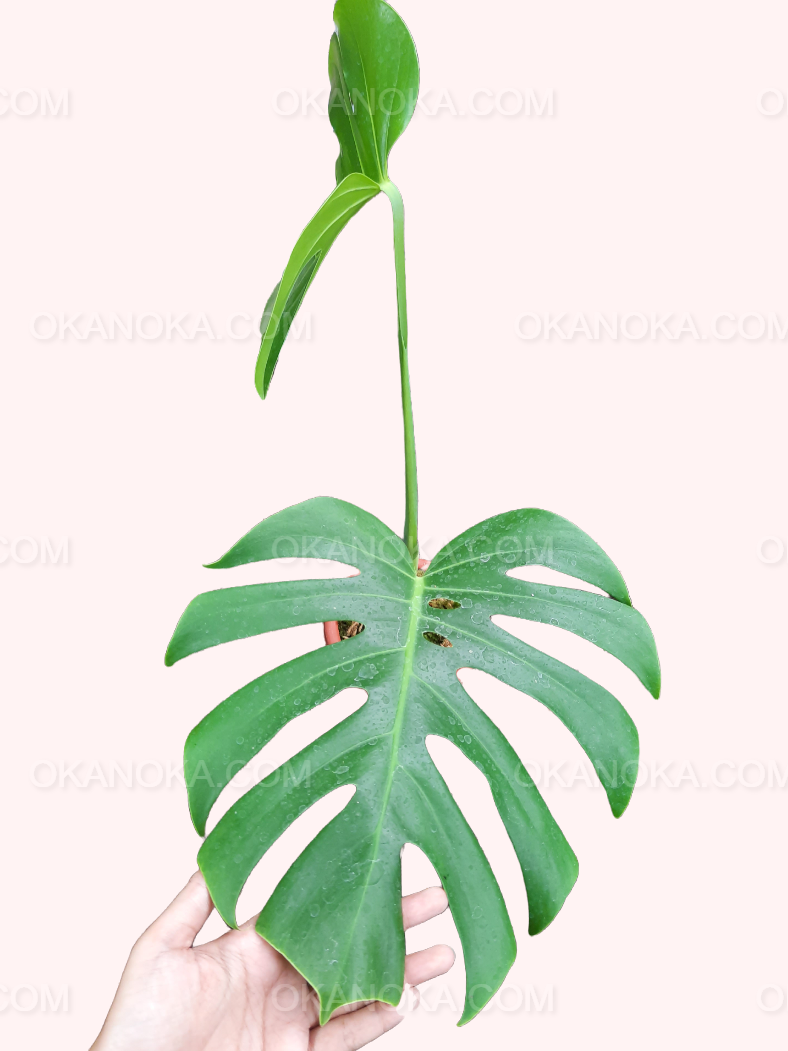 Close-up of Monstera Borsigiana leaves with unique perforation patterns.
