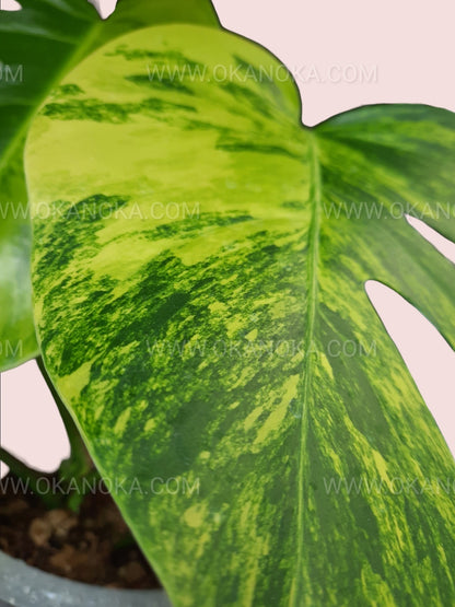 Monstera Deliciosa Aurea Yellow Variegated Fenestrated leaves under sunlight highlighting yellow and green patterns.