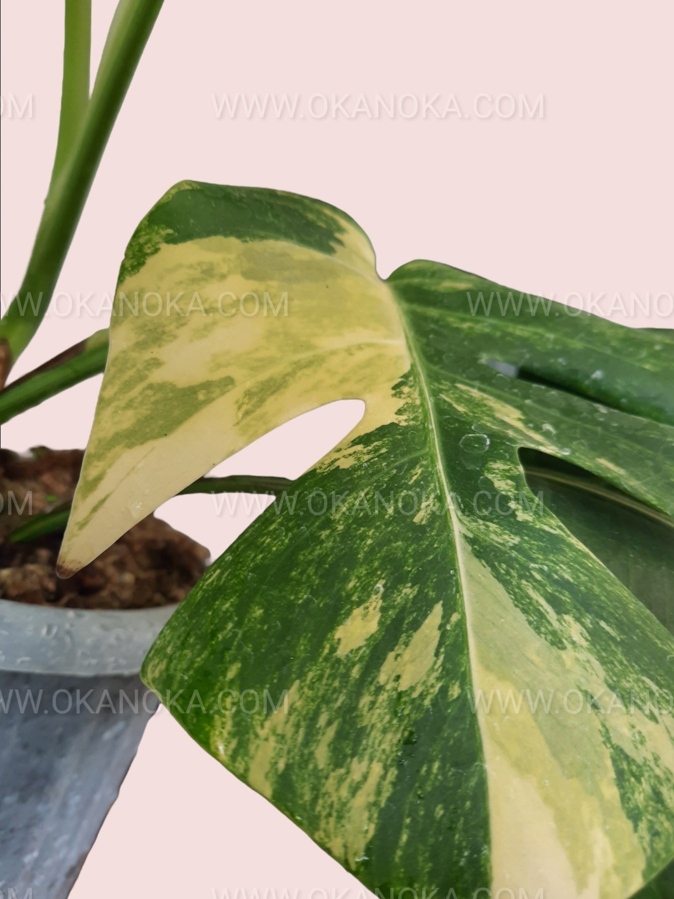 Monstera Deliciosa Aurea Yellow Variegated Fenestrated leaves under sunlight highlighting yellow and green patterns.